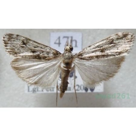 Eudonia truncicolella (Stainton, 1849) Mietliczka borowa Czech47h